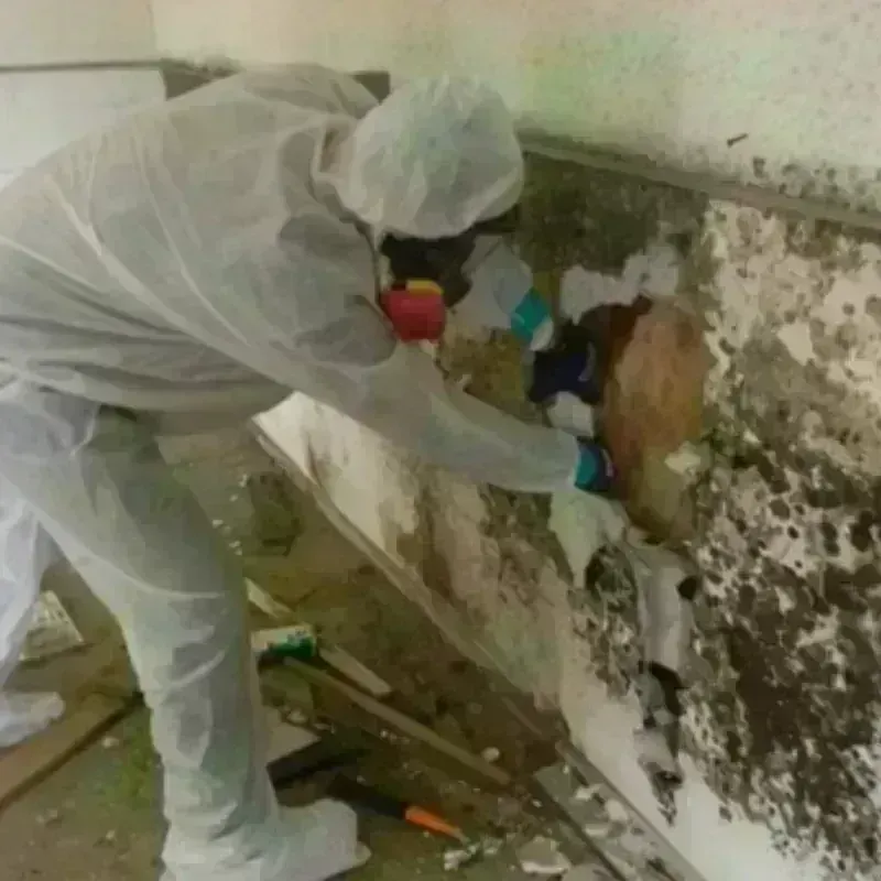 Mold Remediation and Removal in Moore County, NC